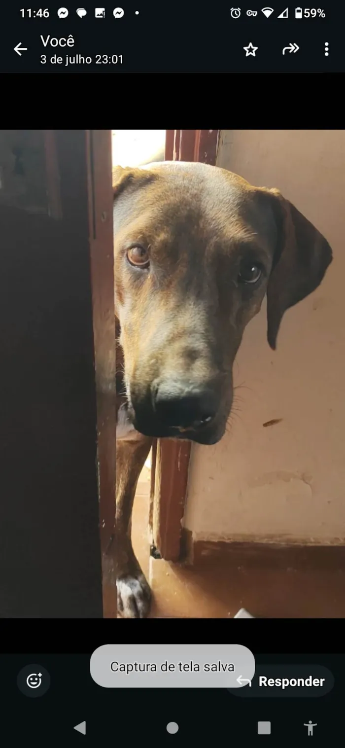 Cachorro ra a SRD-ViraLata idade 2 a 6 meses nome Nero/ Shakira/ Piquitucha/Roger 