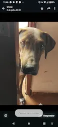 Nero/ Shakira/ Piquitucha/Roger