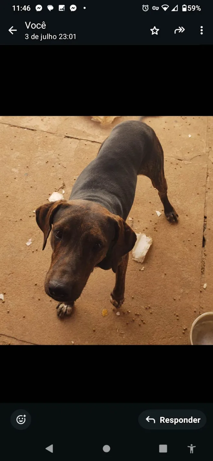 Cachorro ra a SRD-ViraLata idade 2 a 6 meses nome Nero/ Shakira/ Piquitucha/Roger 
