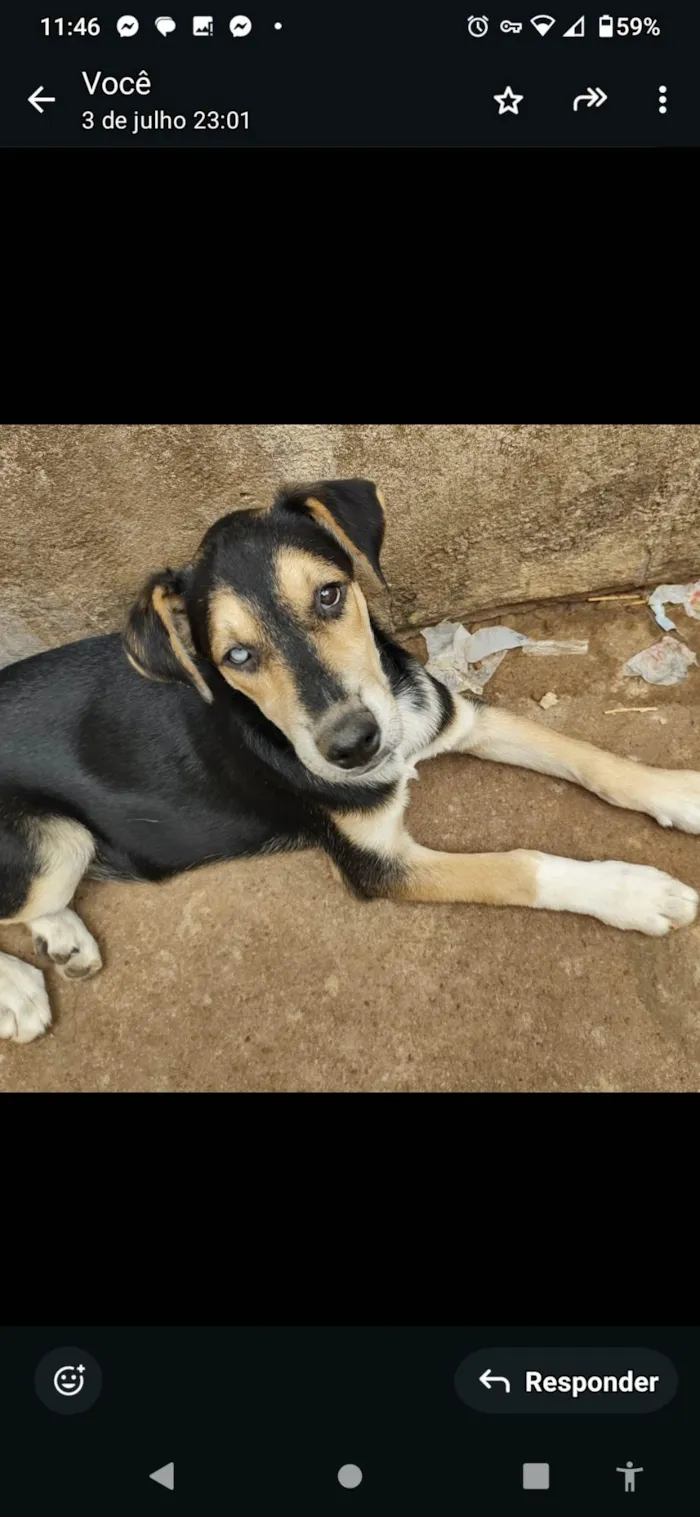 Cachorro ra a SRD-ViraLata idade 2 a 6 meses nome Nero/ Shakira/ Piquitucha/Roger 