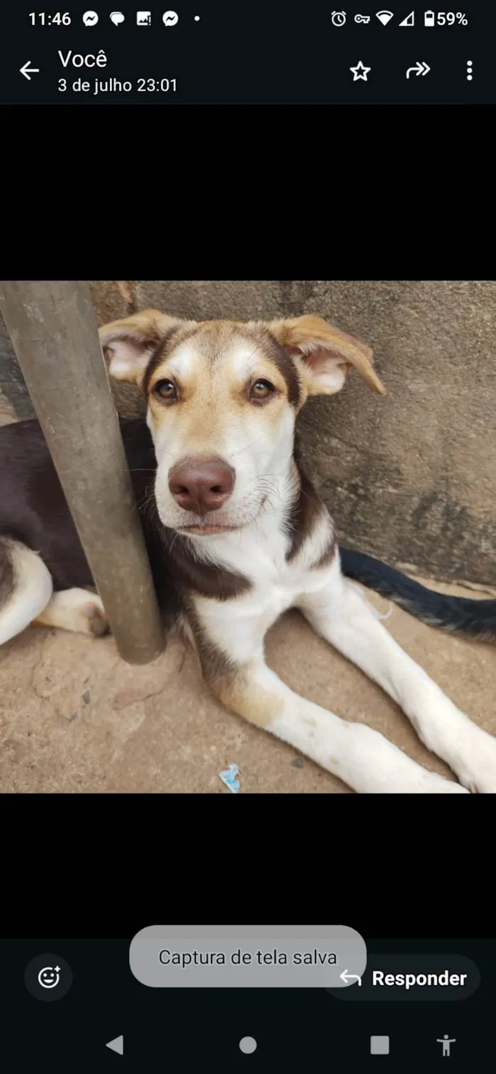 Cachorro ra a SRD-ViraLata idade 2 a 6 meses nome Nero/ Shakira/ Piquitucha/Roger 