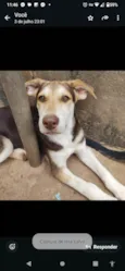 Nero/ Shakira/ Piquitucha/Roger