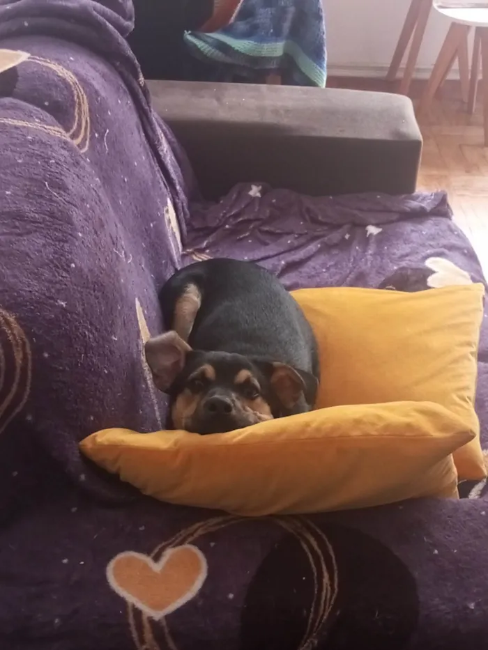 Cachorro ra a SRD-ViraLata idade 7 a 11 meses nome Feijão