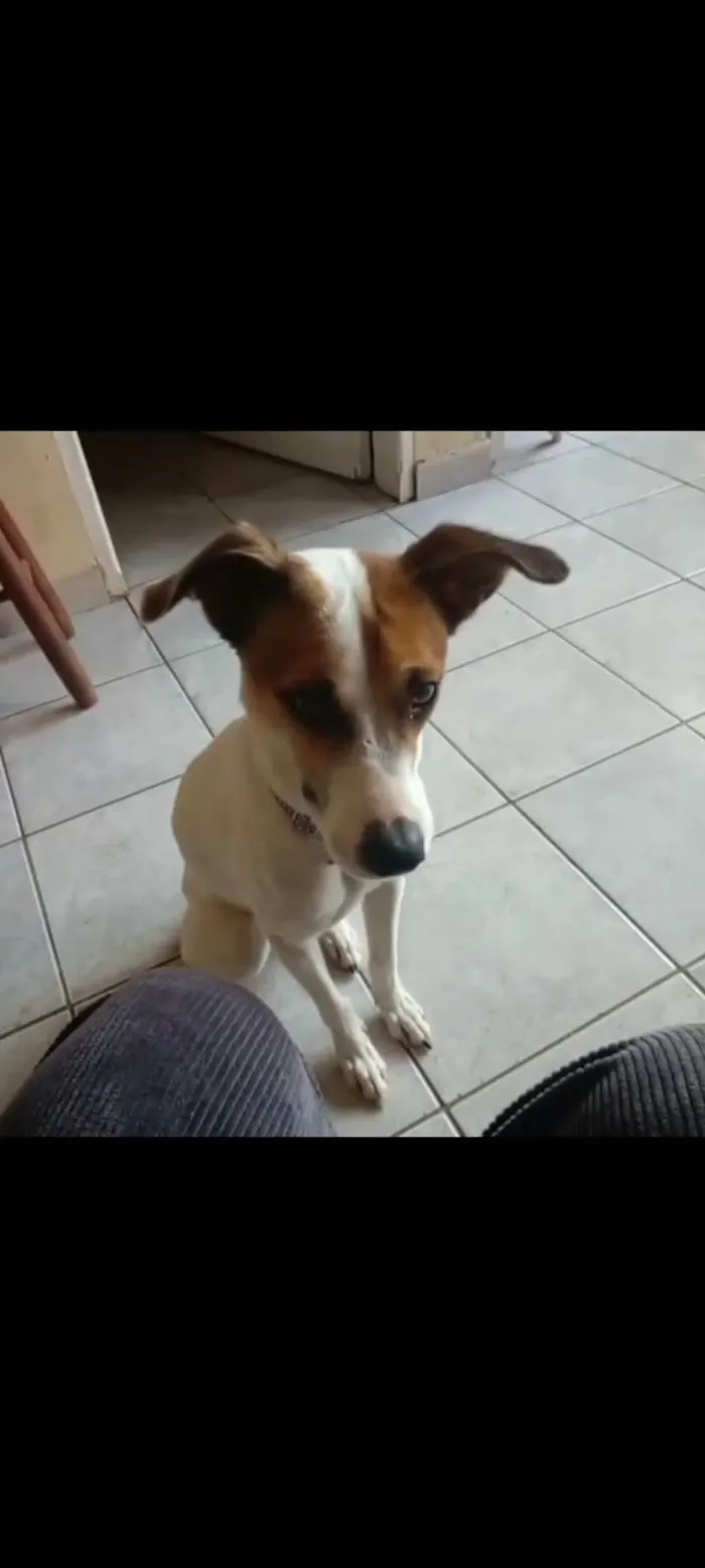 Cachorro ra a SRD-ViraLata idade 1 ano nome Menina