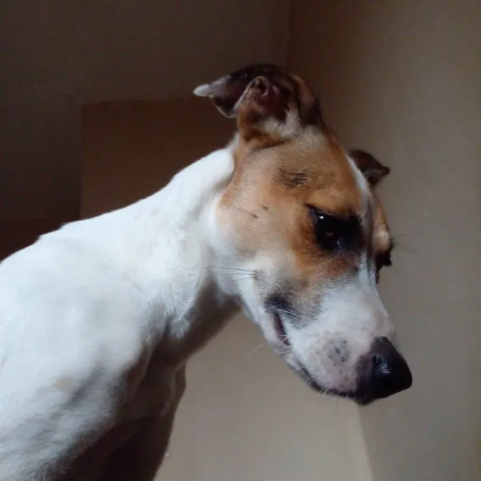 Cachorro ra a SRD-ViraLata idade 1 ano nome Menina