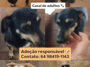 Cachorro raça SRD-ViraLata idade 2 a 6 meses nome Nero/ Shakira/ Piquitucha/Roger 