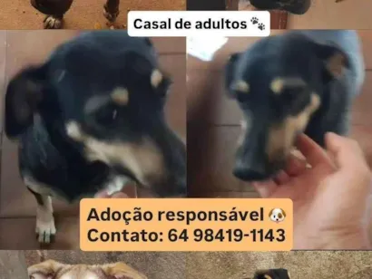 Cachorro raça SRD-ViraLata idade 2 a 6 meses nome Nero/ Shakira/ Piquitucha/Roger 