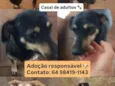 Nero/ Shakira/ Piquitucha/Roger