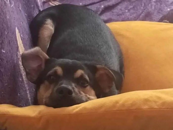 Cachorro ra a SRD-ViraLata idade 7 a 11 meses nome Feijão
