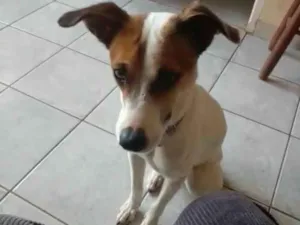 Cachorro raça SRD-ViraLata idade 1 ano nome Menina