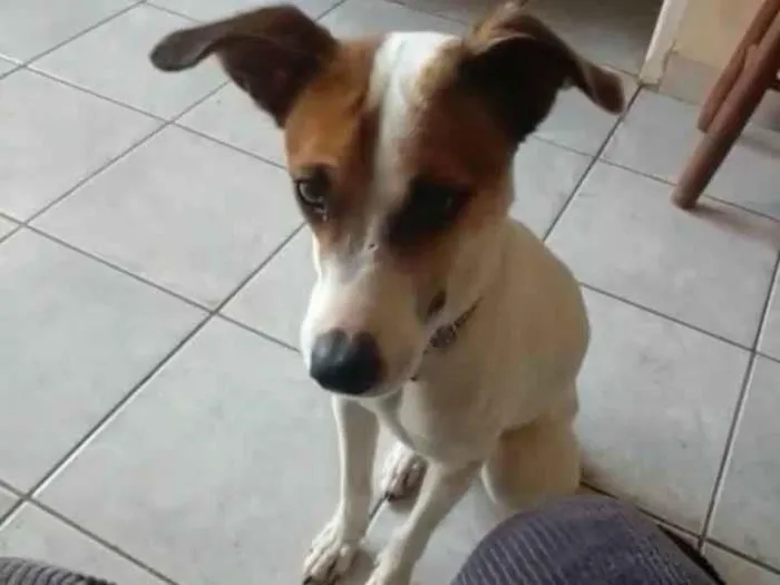 Cachorro ra a SRD-ViraLata idade 1 ano nome Menina