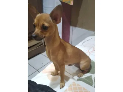 Cachorro raça Pinscher idade 2 anos nome Princesa
