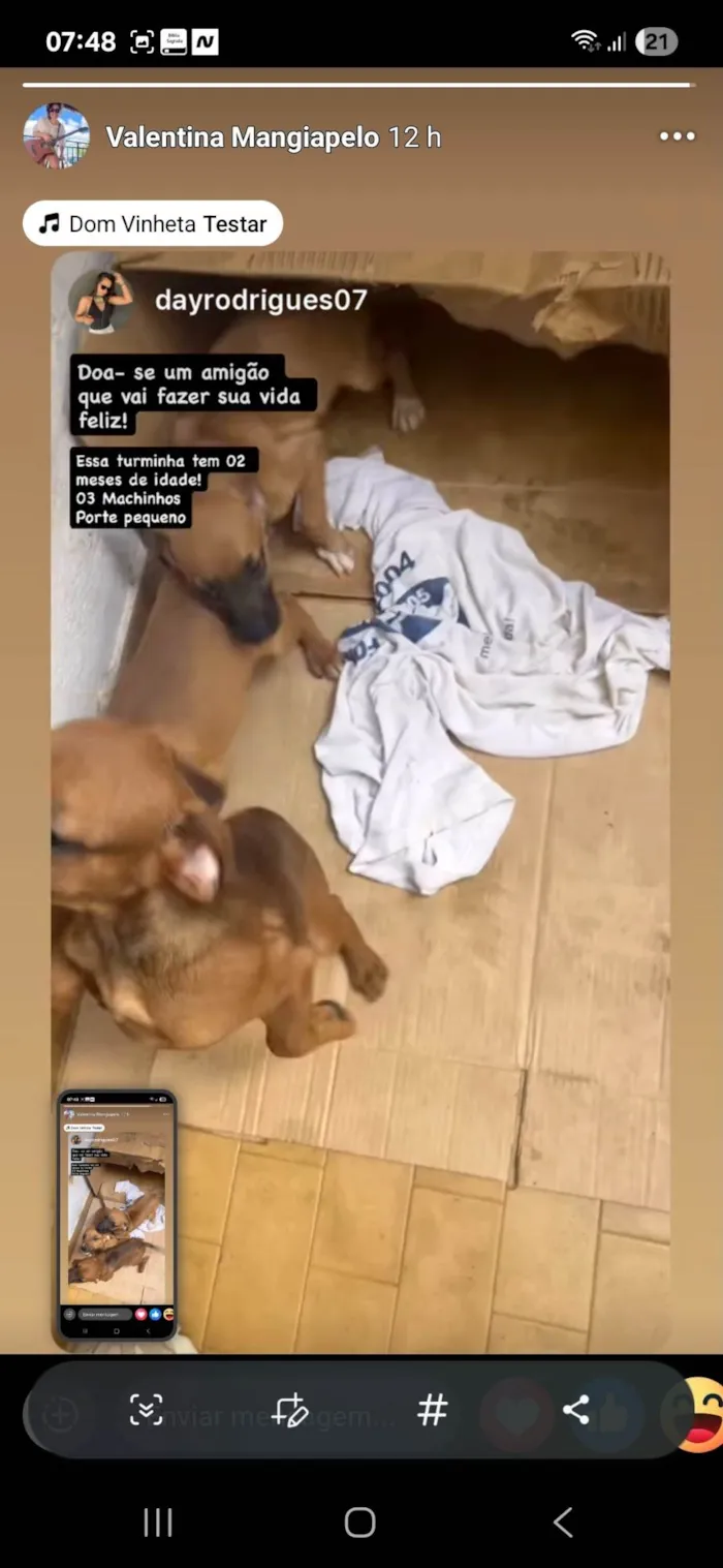 Cachorro ra a SRD-ViraLata idade Abaixo de 2 meses nome Lindinhos 