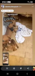 Lindinhos