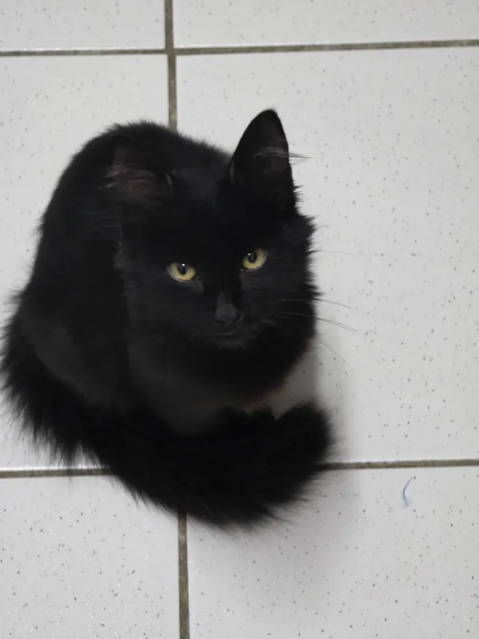 Gato ra a SRD-ViraLata idade 2 a 6 meses nome Fumaça