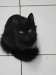 Fumaça