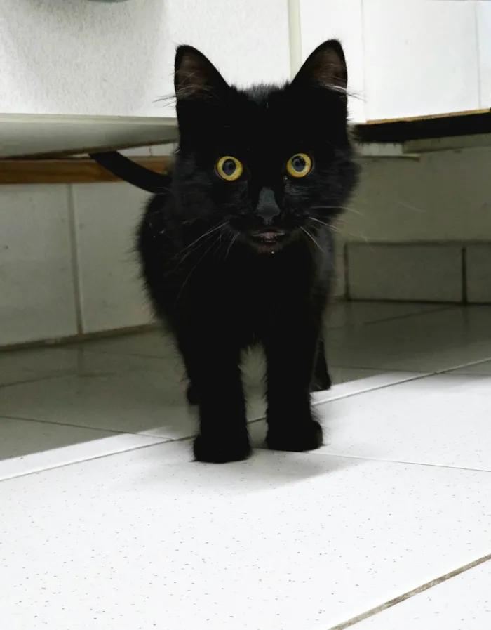 Gato ra a SRD-ViraLata idade 2 a 6 meses nome Fumaça