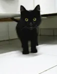 Fumaça