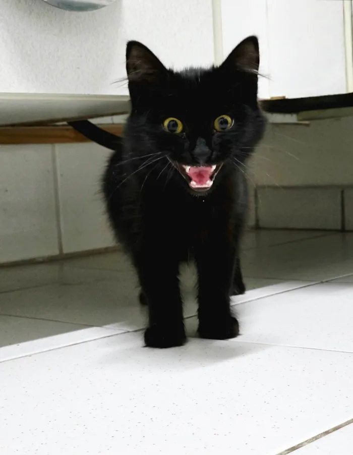 Gato ra a SRD-ViraLata idade 2 a 6 meses nome Fumaça