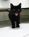Fumaça