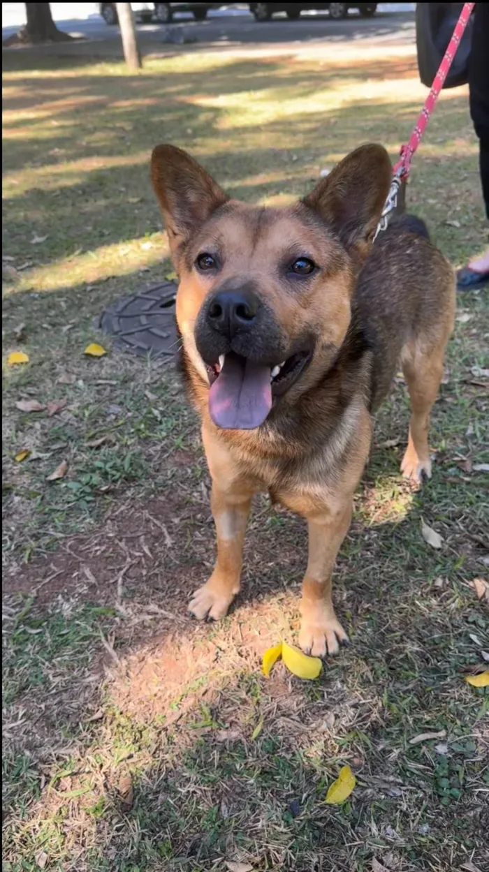 Cachorro ra a SRD-ViraLata idade 2 anos nome Ryan 