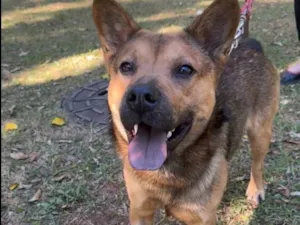 Cachorro raça SRD-ViraLata idade 2 anos nome Ryan 