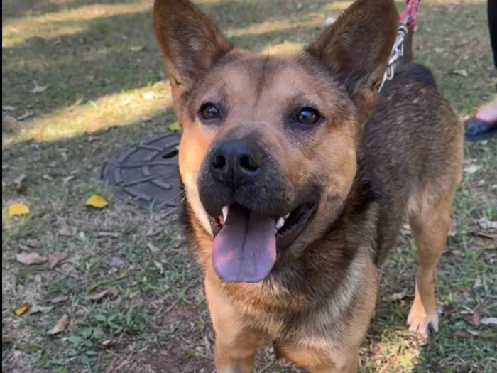 Cachorro ra a SRD-ViraLata idade 2 anos nome Ryan 