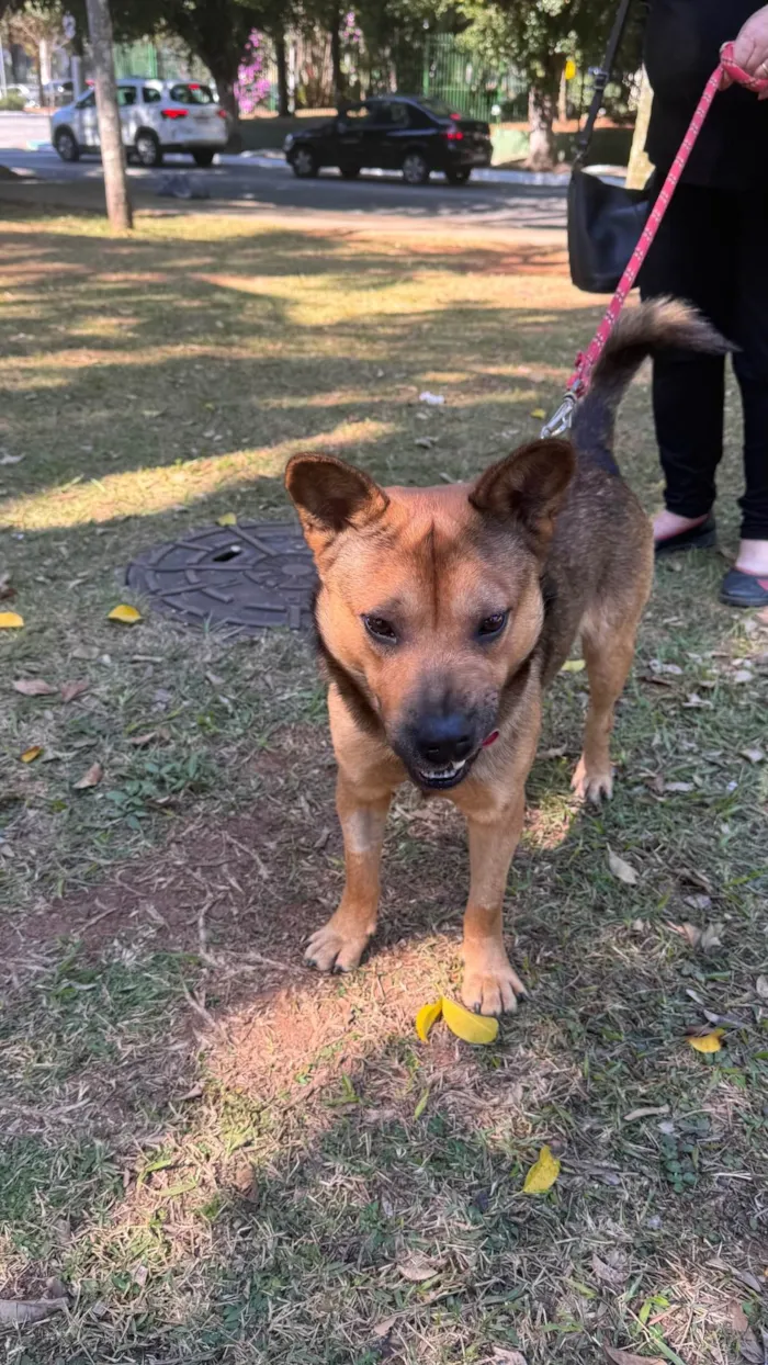 Cachorro ra a SRD-ViraLata idade 2 anos nome Ryan 