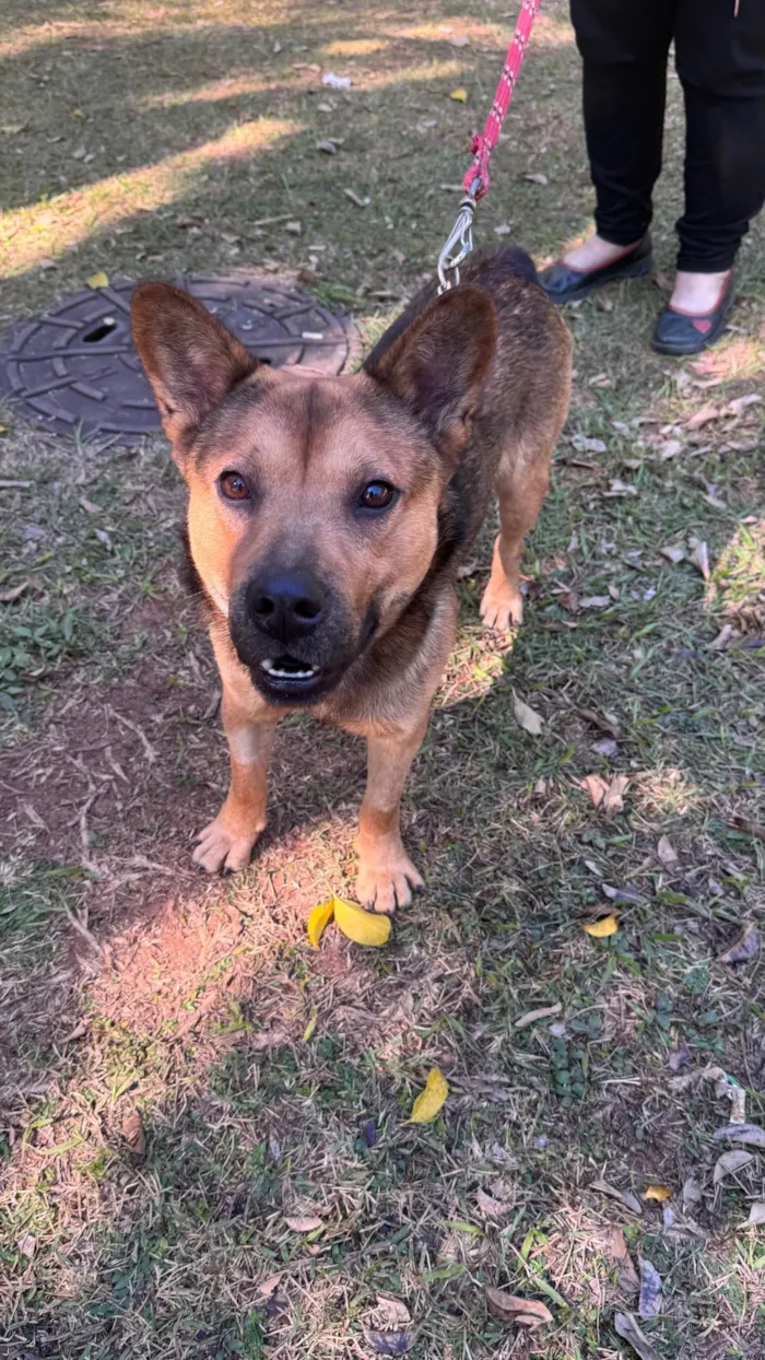 Cachorro ra a SRD-ViraLata idade 2 anos nome Ryan 