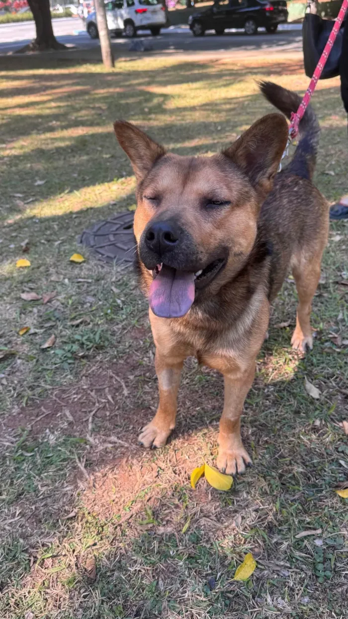 Cachorro ra a SRD-ViraLata idade 2 anos nome Ryan 