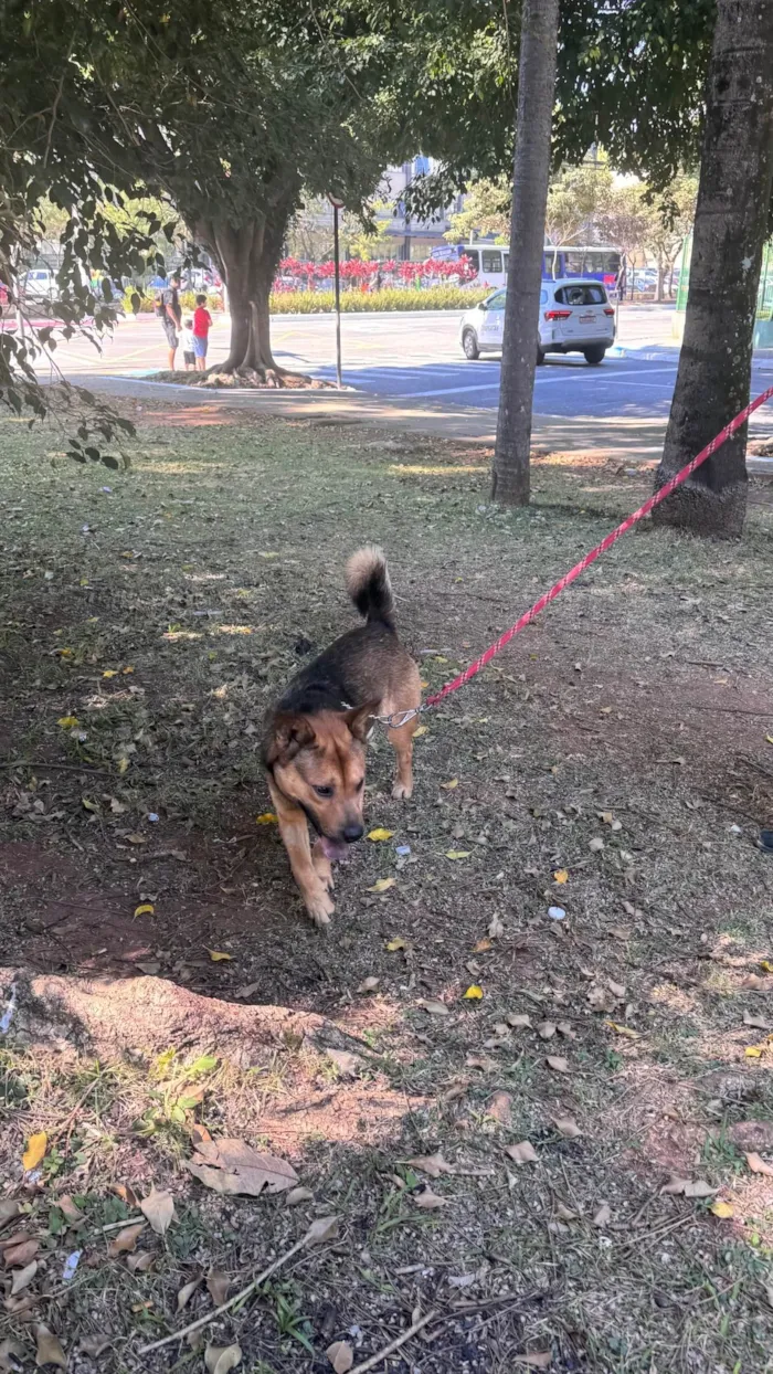 Cachorro ra a SRD-ViraLata idade 2 anos nome Ryan 