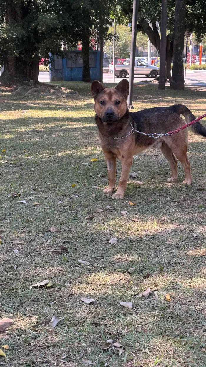Cachorro ra a SRD-ViraLata idade 2 anos nome Ryan 