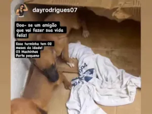 Cachorro raça SRD-ViraLata idade Abaixo de 2 meses nome Lindinhos 