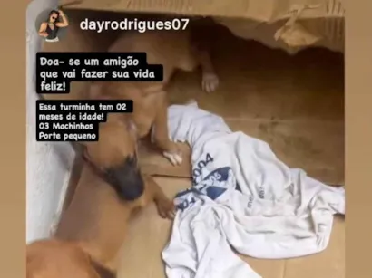 Cachorro raça SRD-ViraLata idade Abaixo de 2 meses nome Lindinhos 