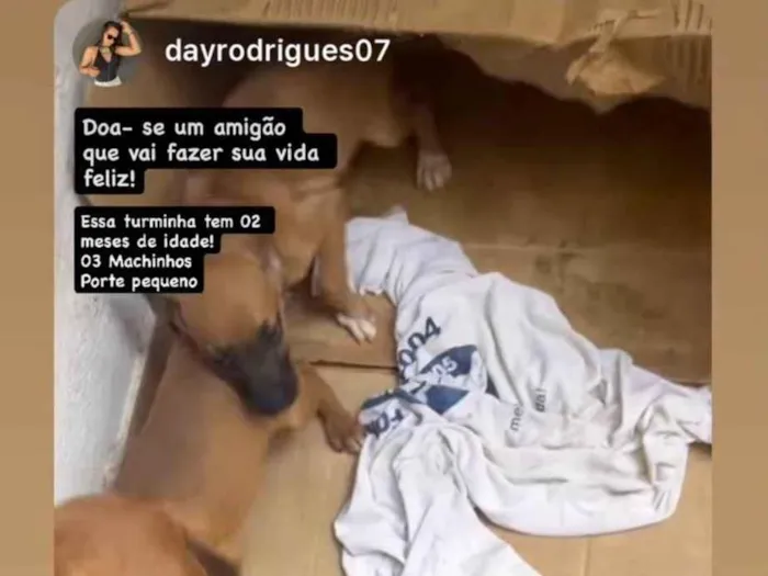 Cachorro ra a SRD-ViraLata idade Abaixo de 2 meses nome Lindinhos 