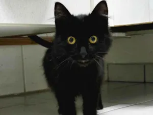 Gato raça SRD-ViraLata idade 2 a 6 meses nome Fumaça
