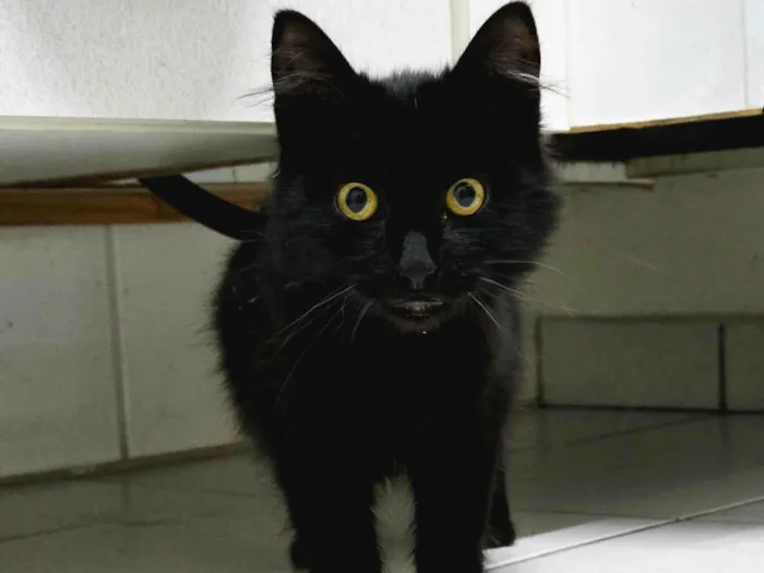 Gato ra a SRD-ViraLata idade 2 a 6 meses nome Fumaça