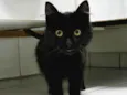 Fumaça