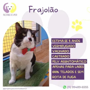 Gato raça SRD-ViraLata idade 5 anos nome Frajolão