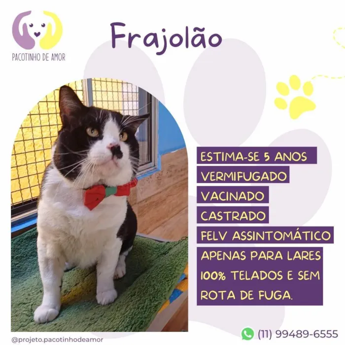 Gato ra a SRD-ViraLata idade 5 anos nome Frajolão