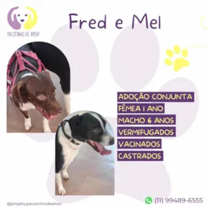 Cachorro raça SRD-ViraLata idade 6 ou mais anos nome Fred e Mel
