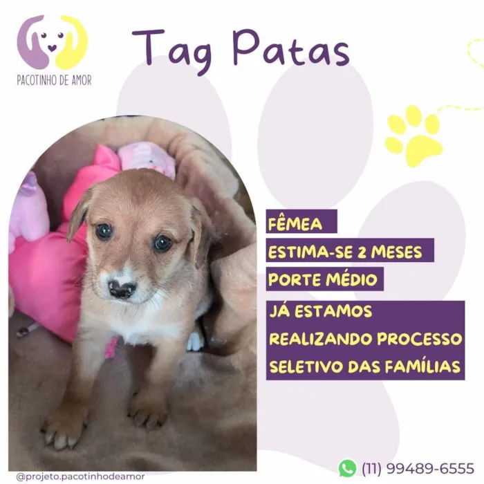 Cachorro ra a SRD-ViraLata idade Abaixo de 2 meses nome Tag Patas