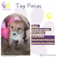 Tag Patas