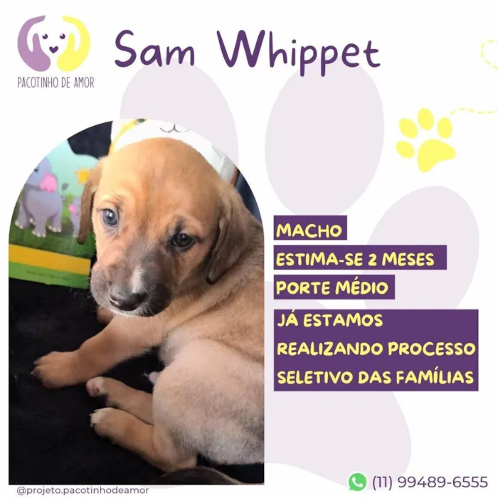 Cachorro ra a SRD-ViraLata idade Abaixo de 2 meses nome Sam Whippet