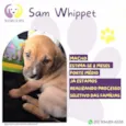 Sam Whippet
