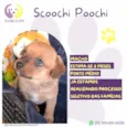 Scoochi Poochi