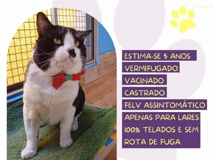 Gato ra a SRD-ViraLata idade 5 anos nome Frajolão