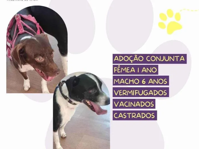 Cachorro ra a SRD-ViraLata idade 6 ou mais anos nome Fred e Mel