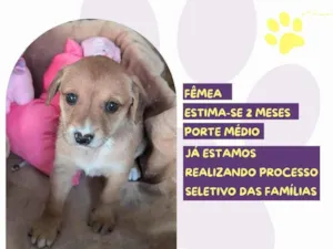 Cachorro raça SRD-ViraLata idade Abaixo de 2 meses nome Tag Patas