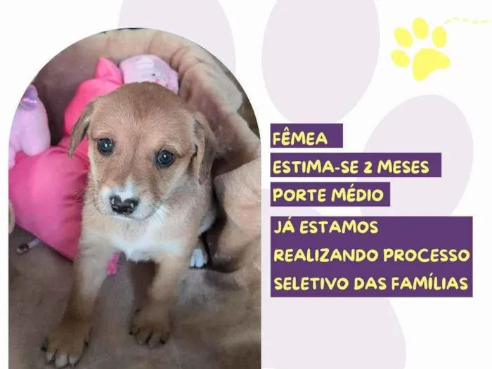 Cachorro ra a SRD-ViraLata idade Abaixo de 2 meses nome Tag Patas
